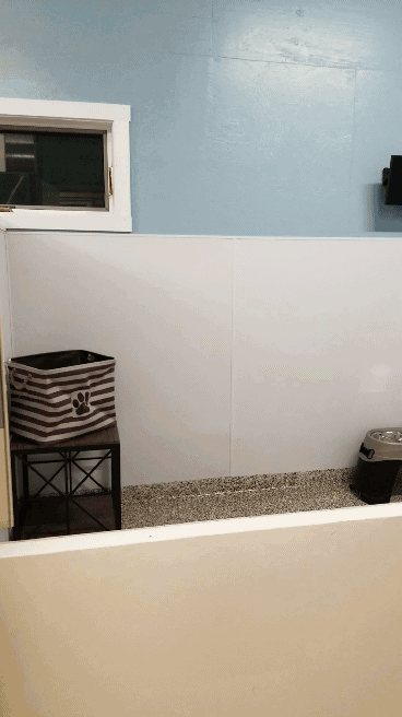 another dog suite