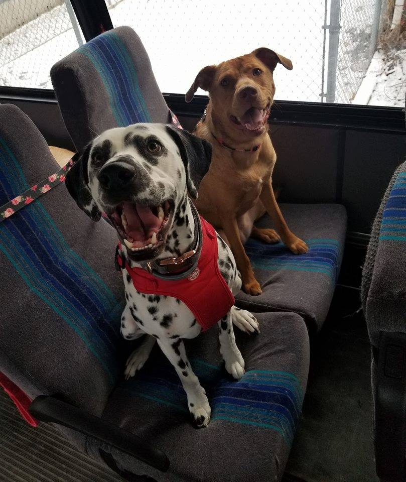 dogs on a bus